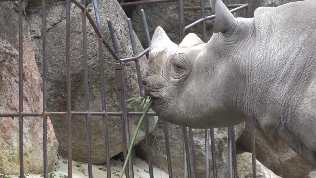 Diergaarde Blijdorp 11 oktober 2025 (Rotterdam Zoo)