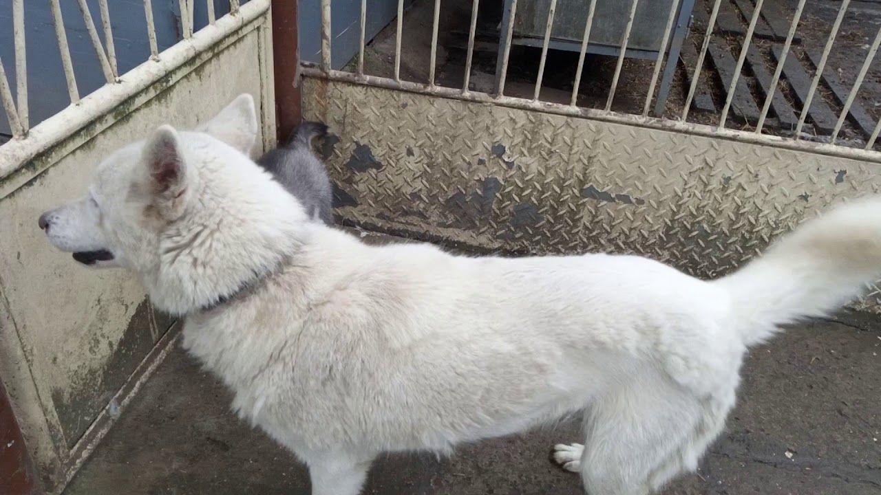 Šteniatka Sibíiského huskiho 22_1_2020