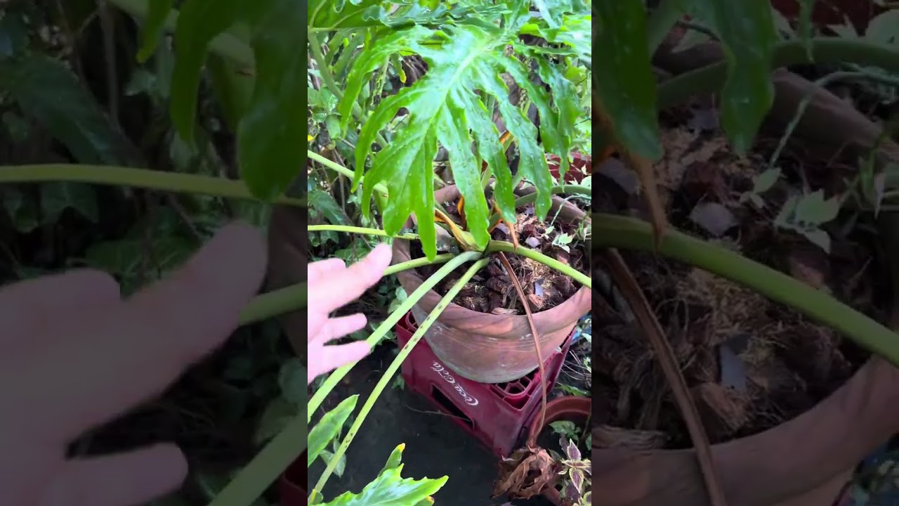 Thaumatophyllum Bippinatifidum