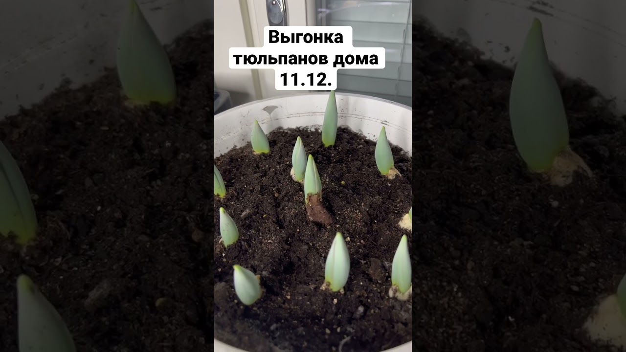 Выгонка тюльпанов дома на подоконнике, 11 дней стоят на свету.