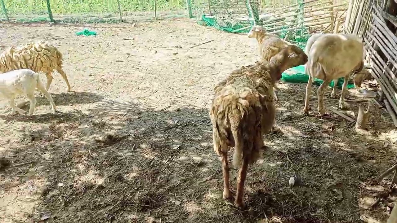 Tupa / Sheep farming