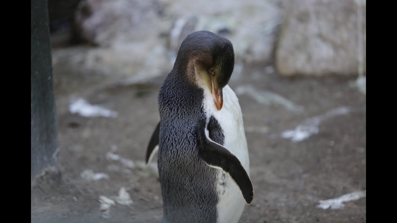 BBC Travel Show: Saving New Zealand's wildlife
