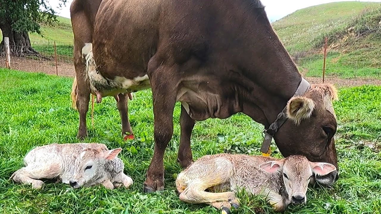 Brown Swiss Twin Calves!