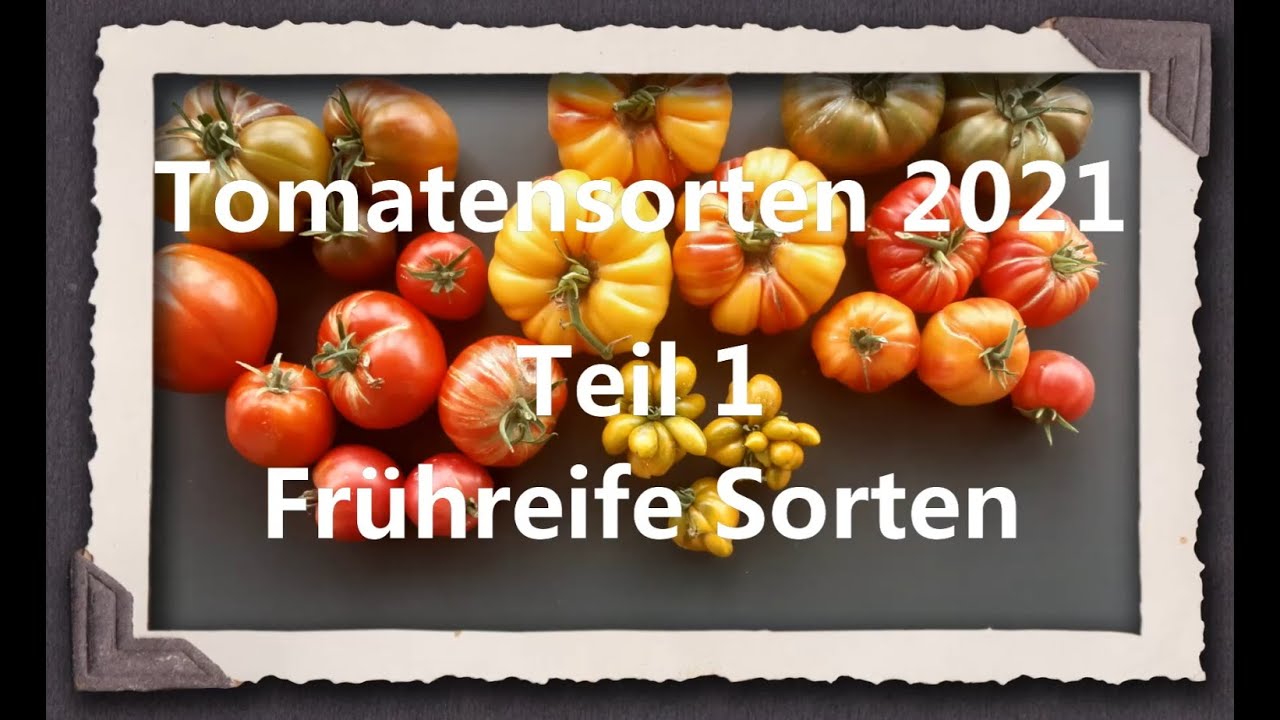 Tomatensorten 2021 Teil 1 - Frühreife Sorten