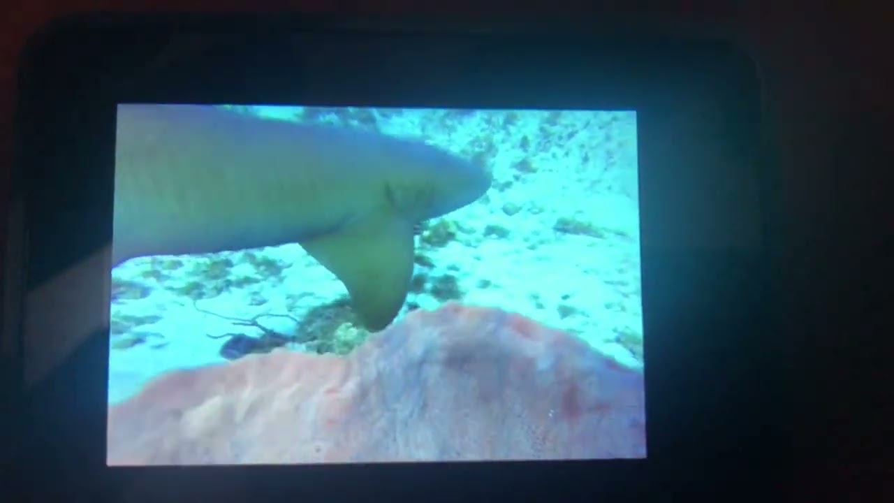 MEET FOREX SHARK NOW - INTERVIEW about ANIMAL FARM