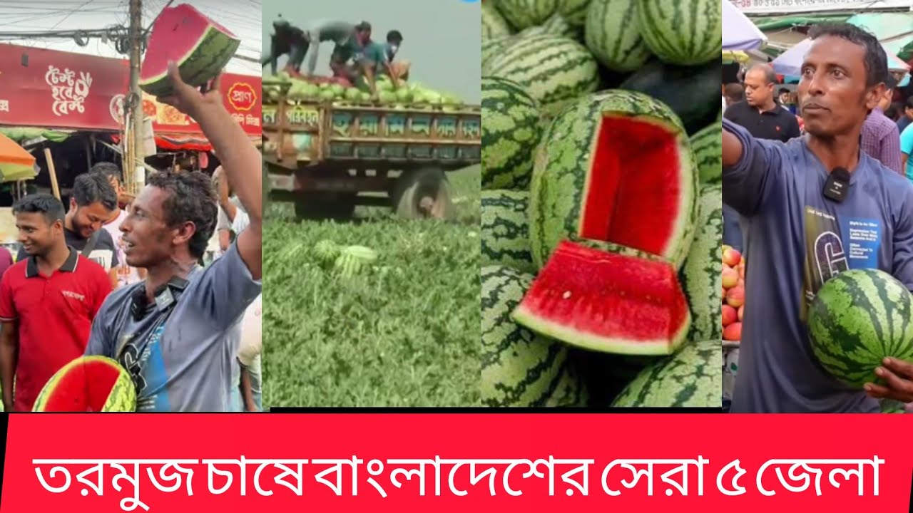 তরমুজ বিক্রেতা ওই কিরে ] তরমুজ উৎপাদন [ তরমুজের শরবত [ তরমুজ চাষে বাংলাদেশের সেরা ৫ জেলা