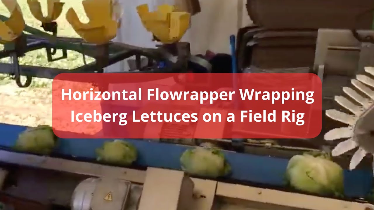 Redpack | Horizontal Flowrapper Wrapping Iceberg Lettuces on a Field Rig