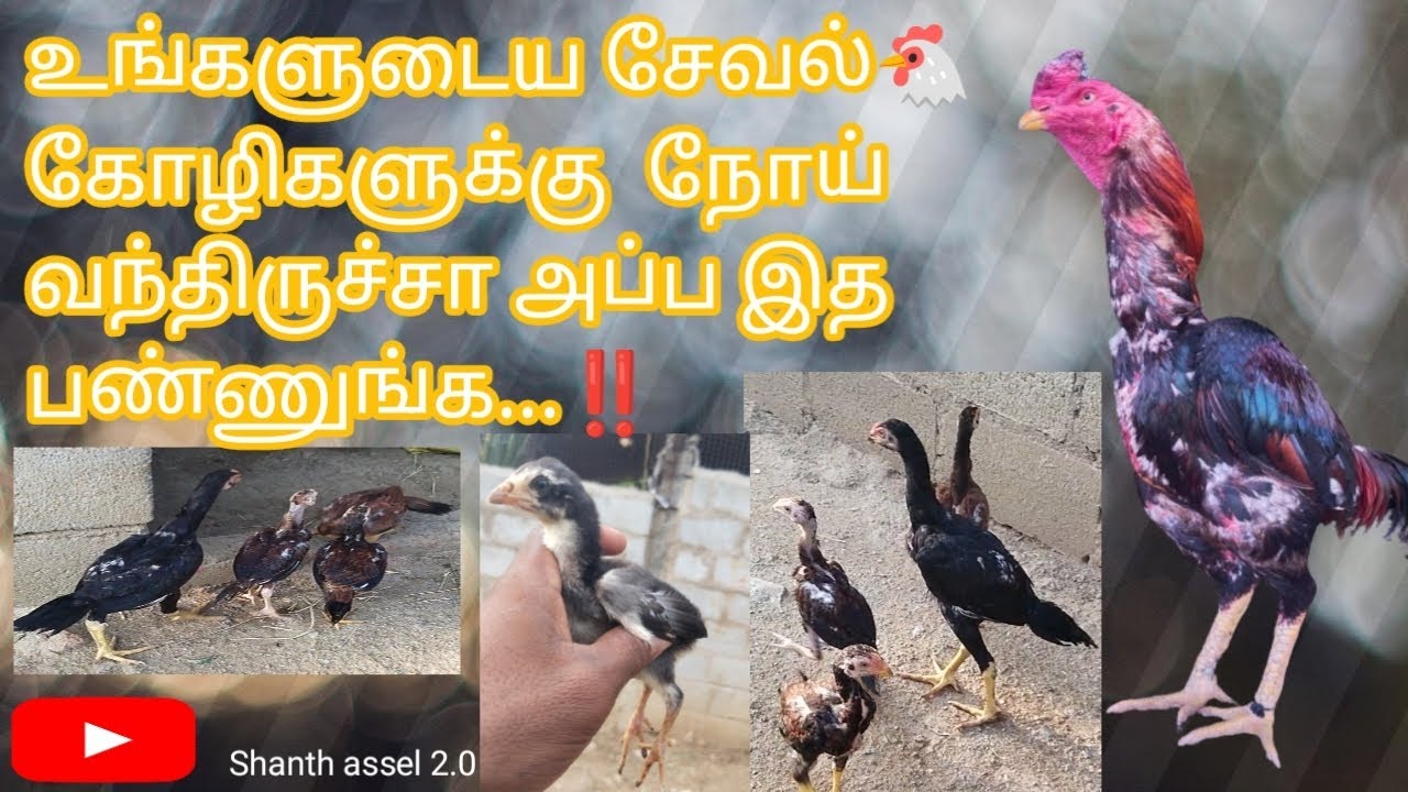 உங்களுடைய சேவல் 🐔 கோழிகளுக்கு நோய் வந்துவிட்டதா அப்ப இதை பண்ணுங்க ஒரே வாரத்தில் சரியாகி விடும்.. ‼️