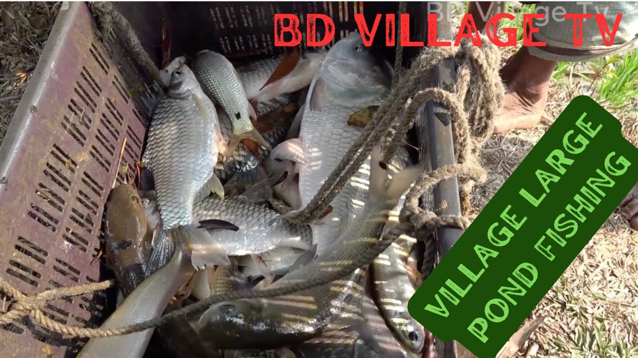 Incredible Village Pond Fishing in Bangladesh | Catching Shrimp & Big Fish