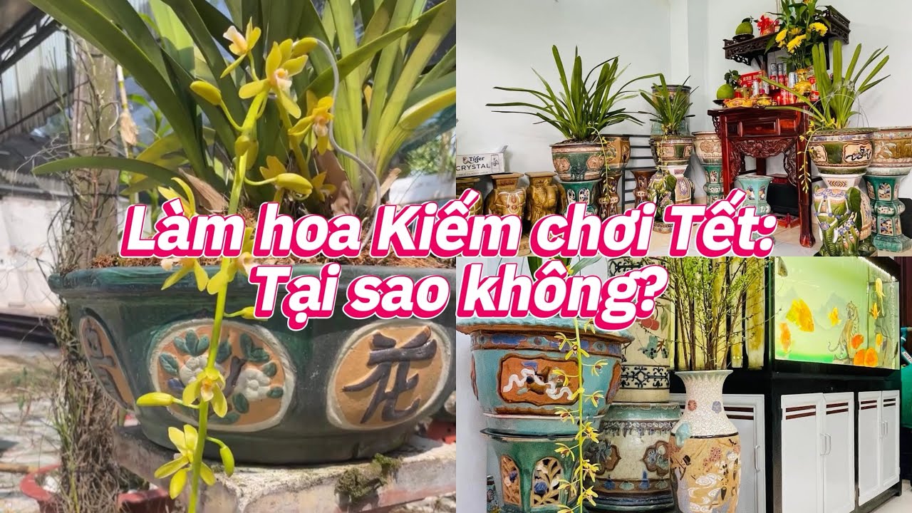 Làm hoa Kiếm chơi Tết: Tại sao không?