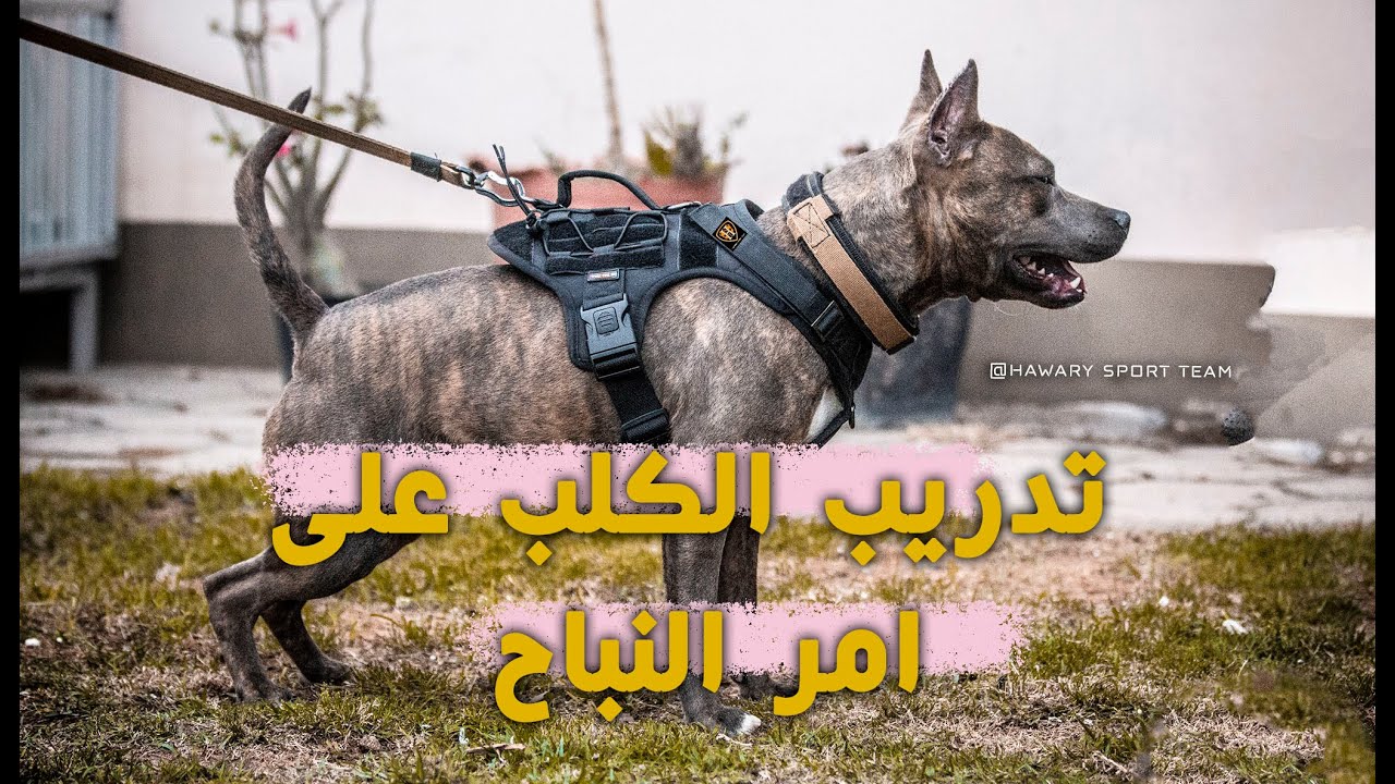تعليم الكلب امر النباح   #محمود_الهواري#تدريب_كلاب