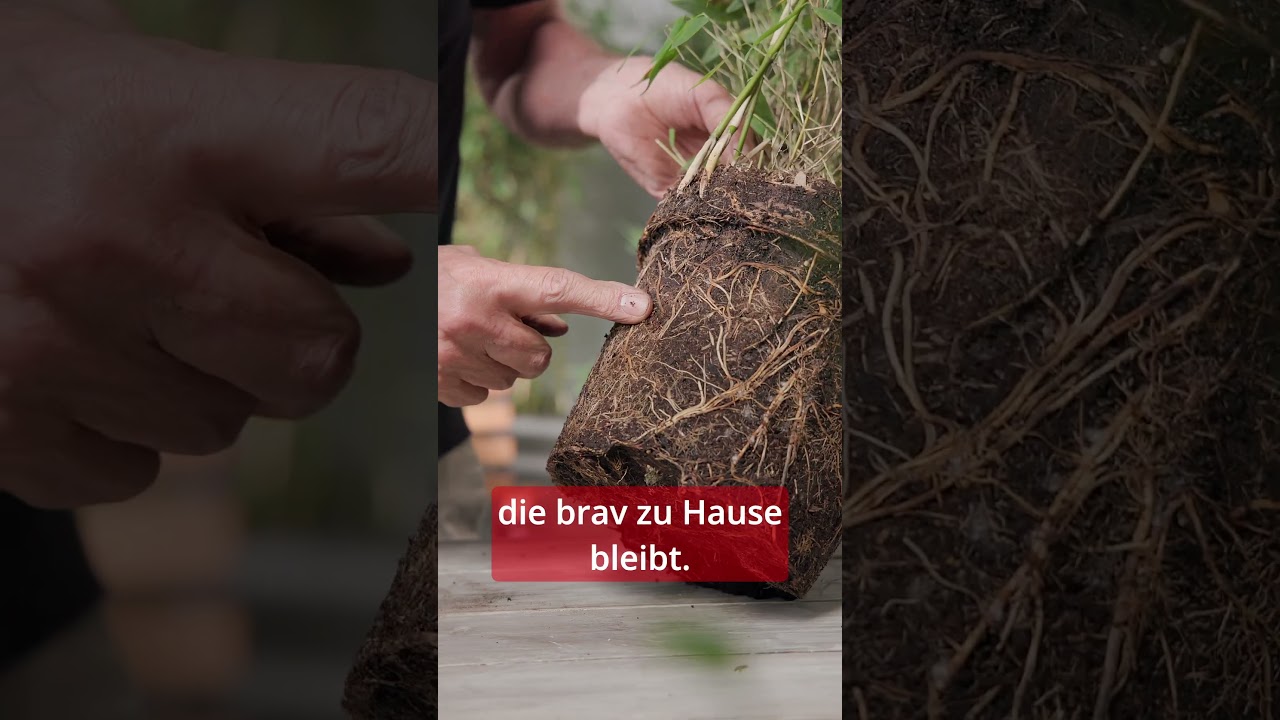 Bambus pflanzen: So gelingt es richtig | toom Pflanzentipps 