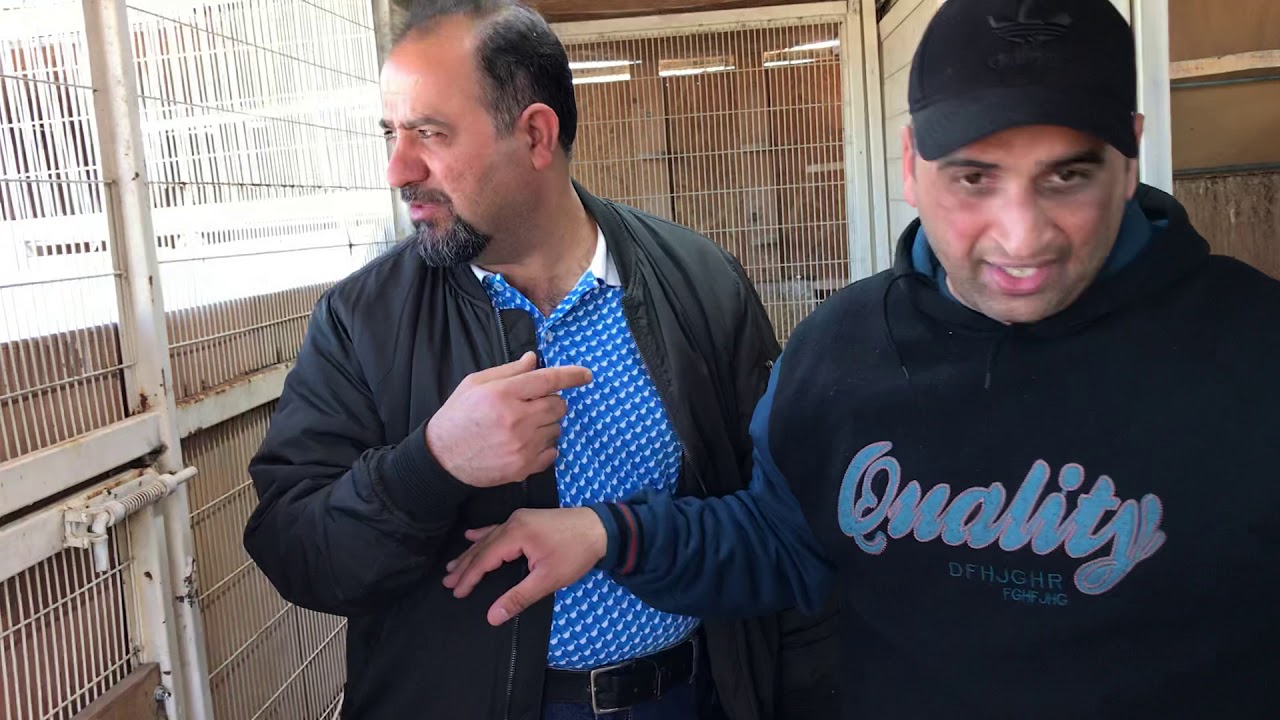 سهيل المبارك مع ابو مهدي عن مواصفات وصول الحمامه الأولى ٤٦٠ كيلو