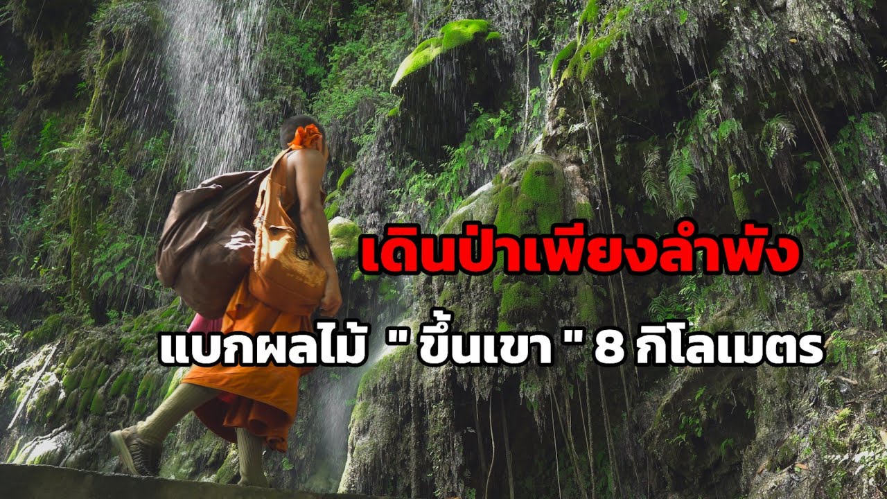 เดินป่า- พระป่าบนภูสูงที่ต้องเดินเท้าวันละ 8 กิโลเมตร เพื่อส่งเสบียง ป่าดงดิบกาญจนบุรี