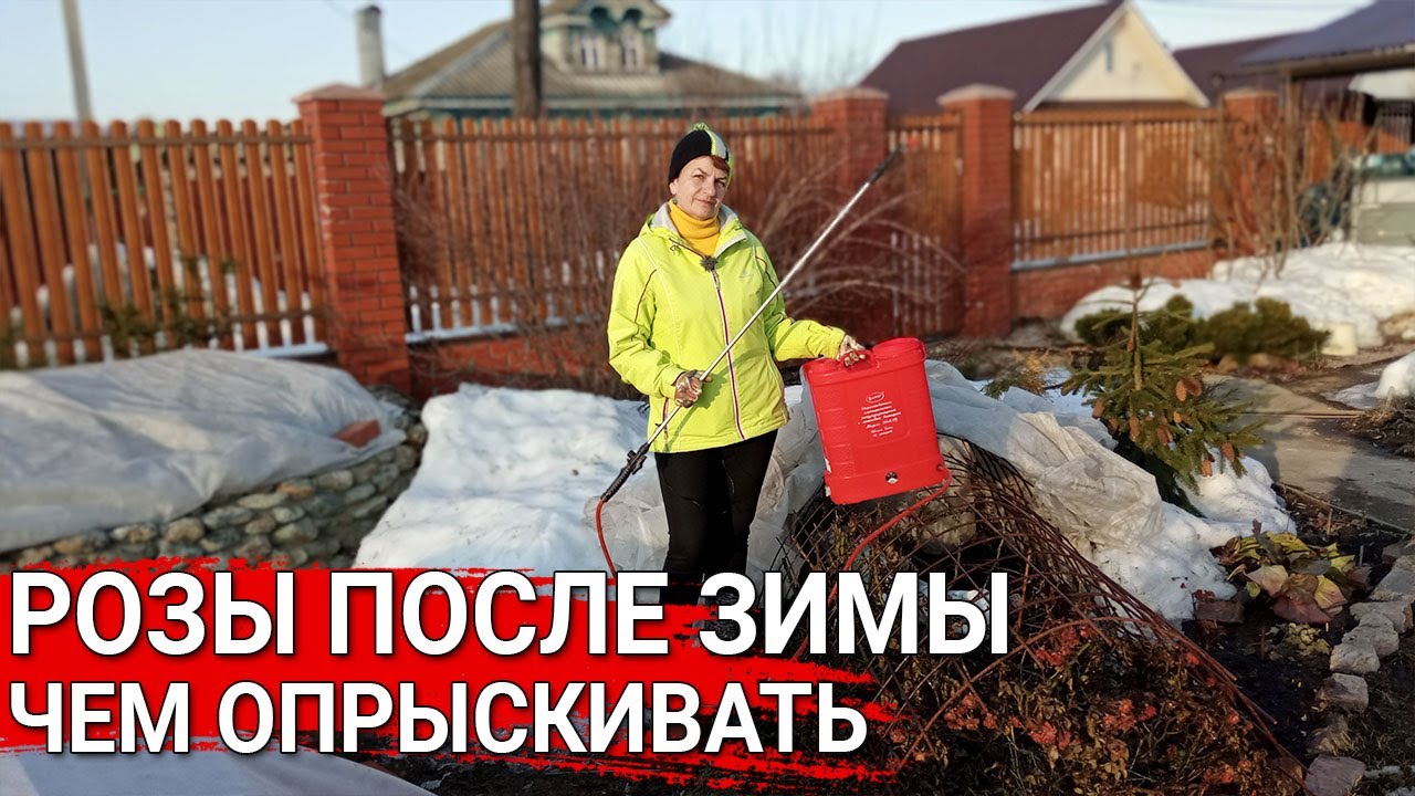 РОЗЫ ПОСЛЕ ЗИМЫ - чем опрыскивать