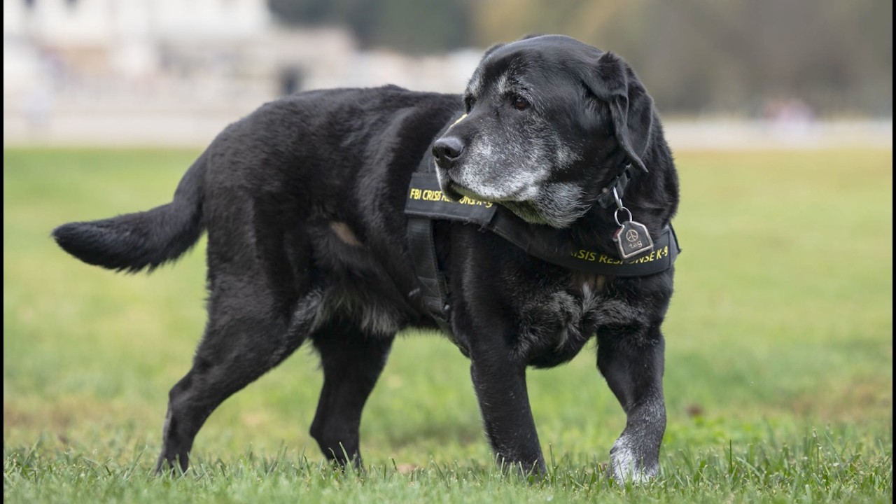 FBI Crisis Response Canine 