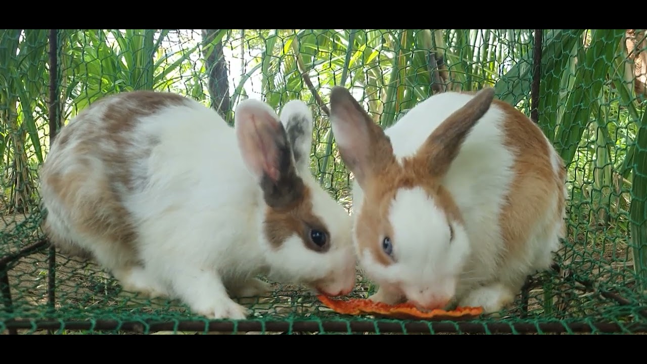 Rabbit life in the countryside 