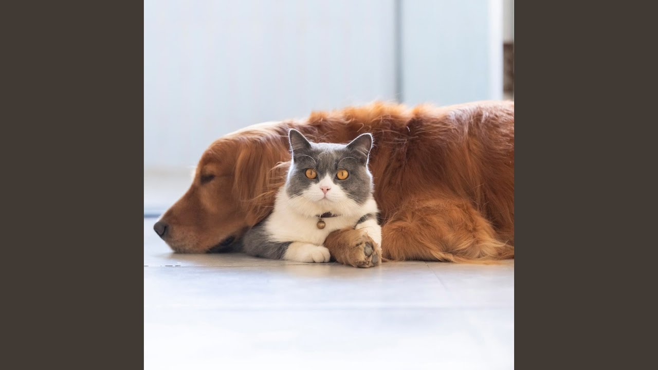 Soft Harmony For Pets