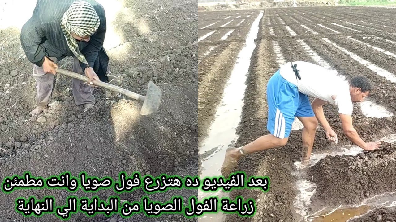 ازرع الفول الصويا بالطريقه دي واطمئن زراعة الفول الصويا من البداية الي النهاية وكل ما يخص الفول