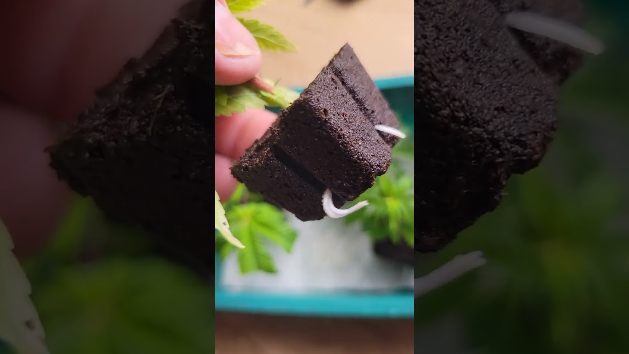 CLONES FRO. TOPPING MY PLANTS!! #cannabiseducation #spiderfarmerled #greenplanet #grow #clones