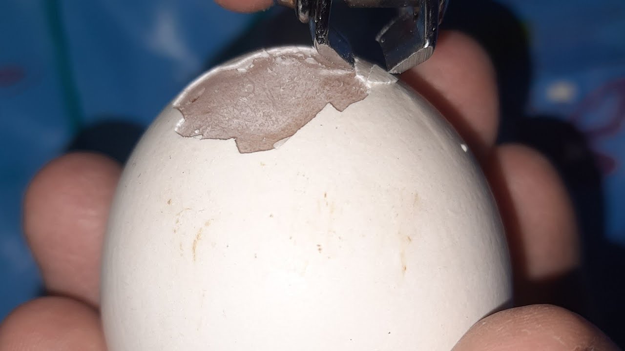 Raw Egg Peel Challenge🥚 live