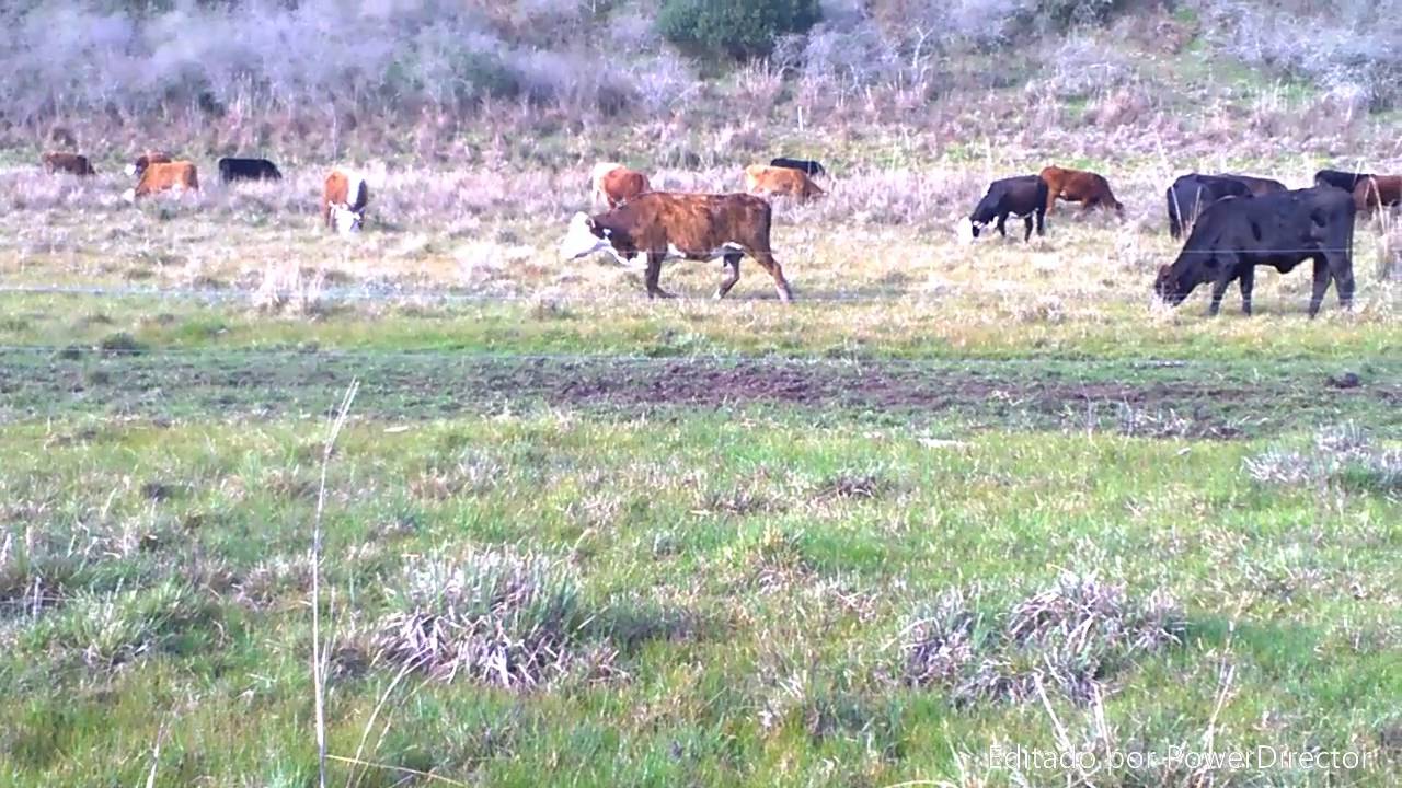 Captura de carbono en PRV