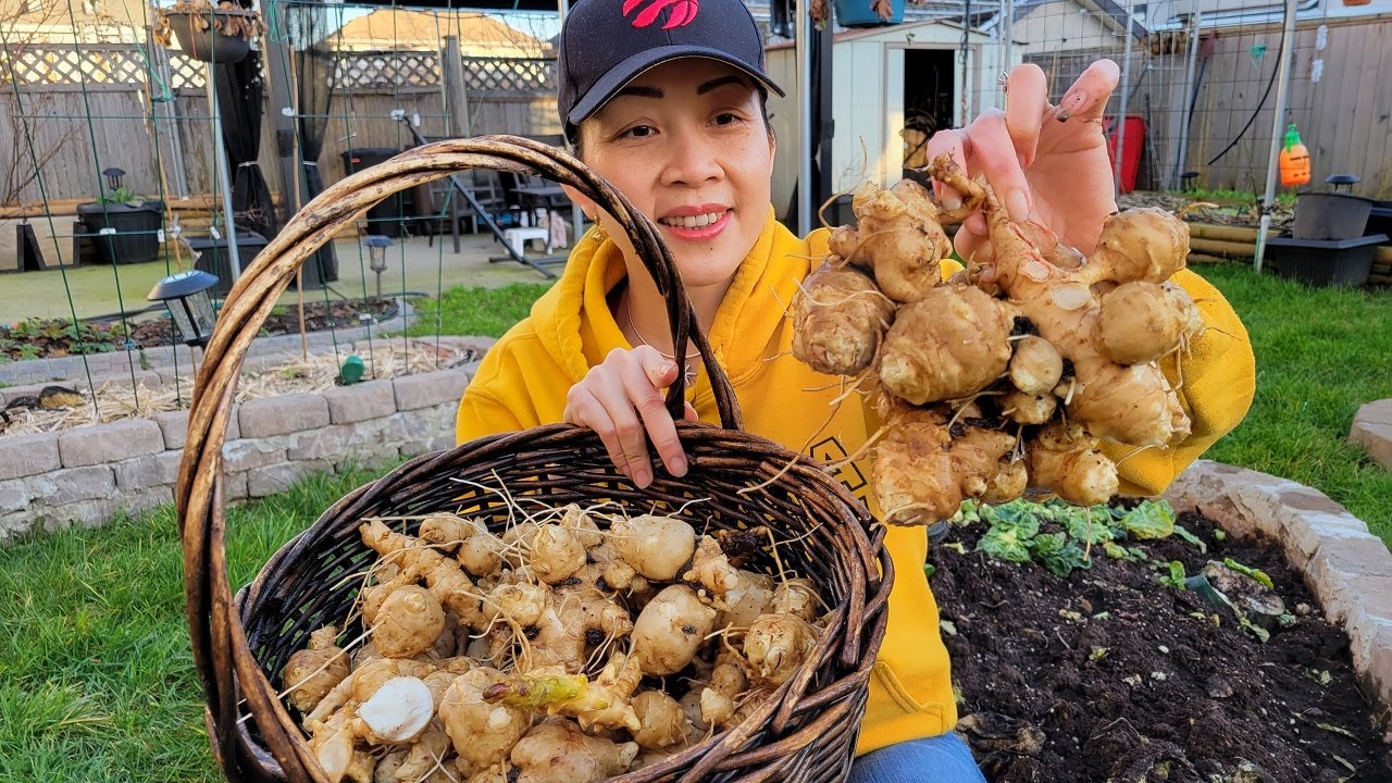 Củ CÚC VU hay Jerusalem artichoke rất tốt cho sức khõe và bệnh tiểu đường 🇨🇦1077》 Vườn Rau Việt