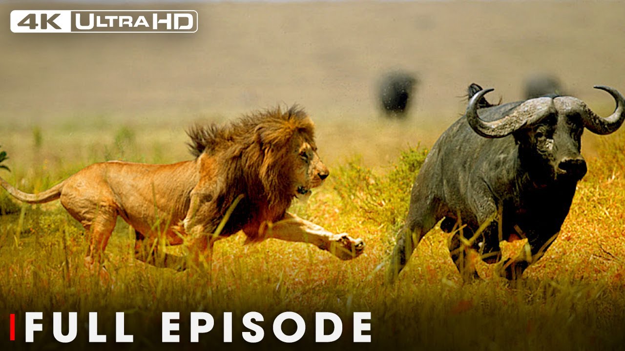 Win or Die (Full Episode) | Savage Kingdom | Nature Animal Documentary