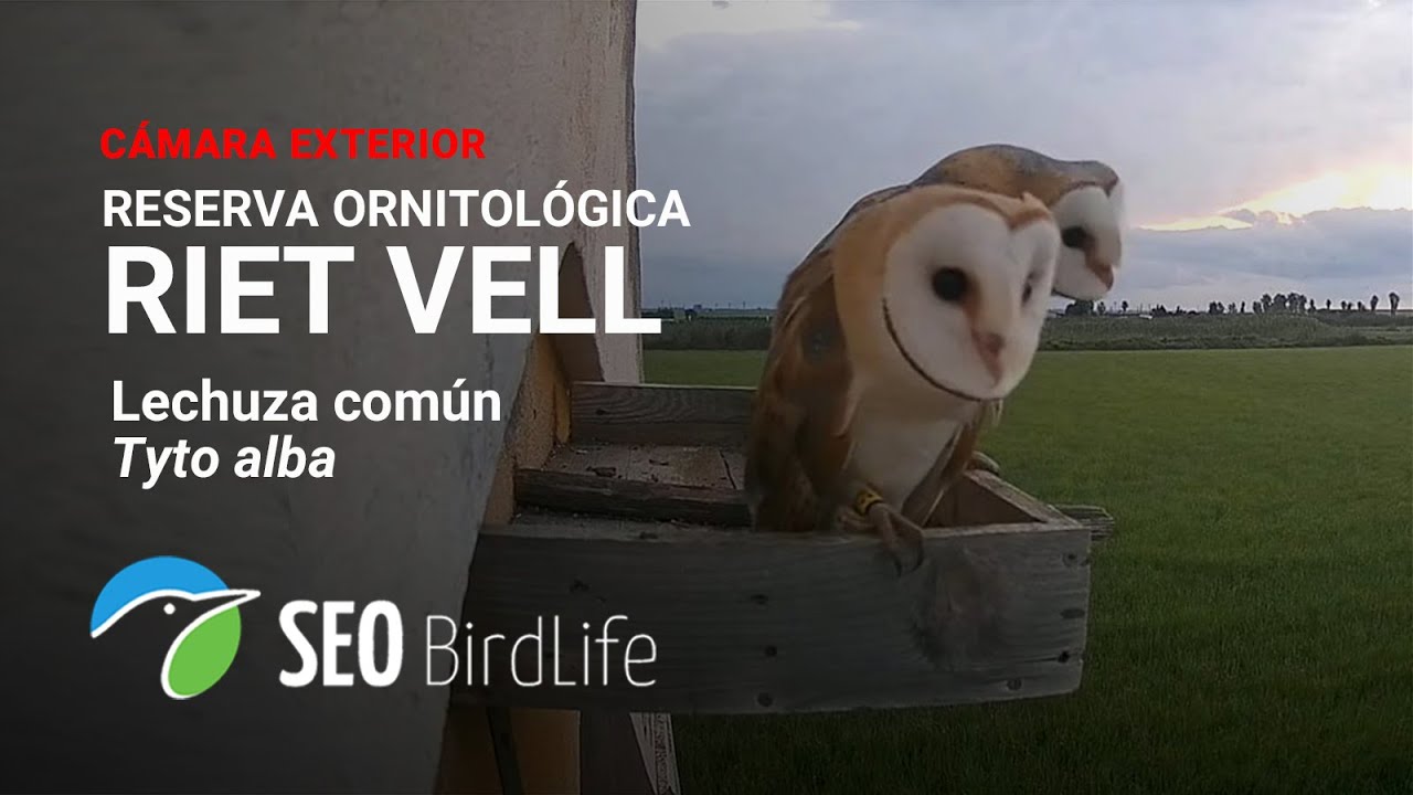 Lechuza común [Exterior] · Reserva Natural Riet Vell -🔴DIRECTO Delta del Ebro
