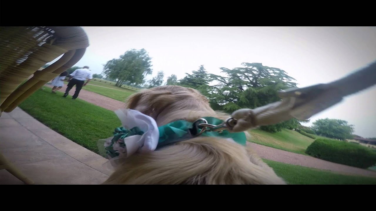Video del matrimonio dal punto di vista del cane Chanel Wedding Dog Sitter