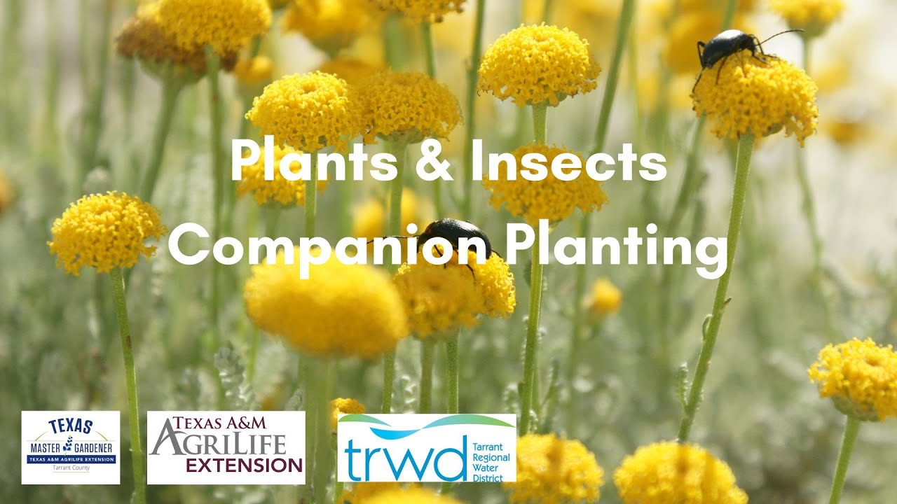 Insects & Plants w Theresa Posani