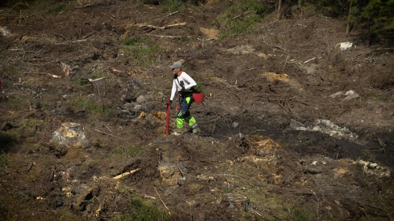Finland's orthodox monks turn to forestry to cover Covid losses | AFP