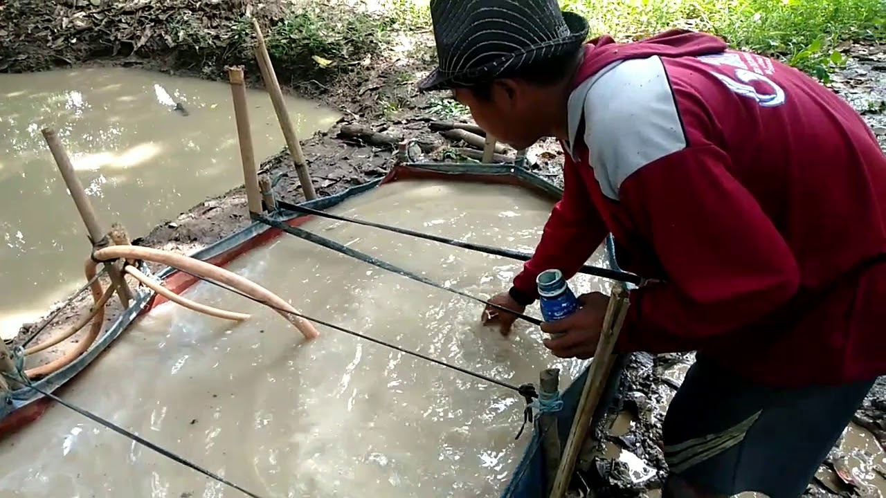 mencegah bunga mangga rontok di musim hujan