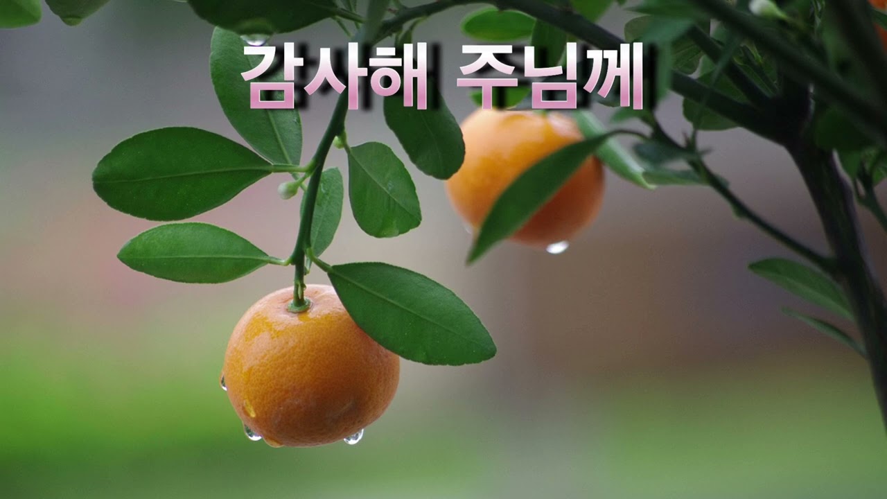 감사해 주님께(Full M/V)