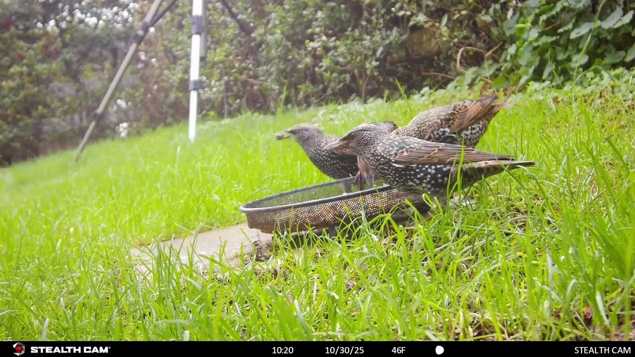 My Garden Wildlife October 2025