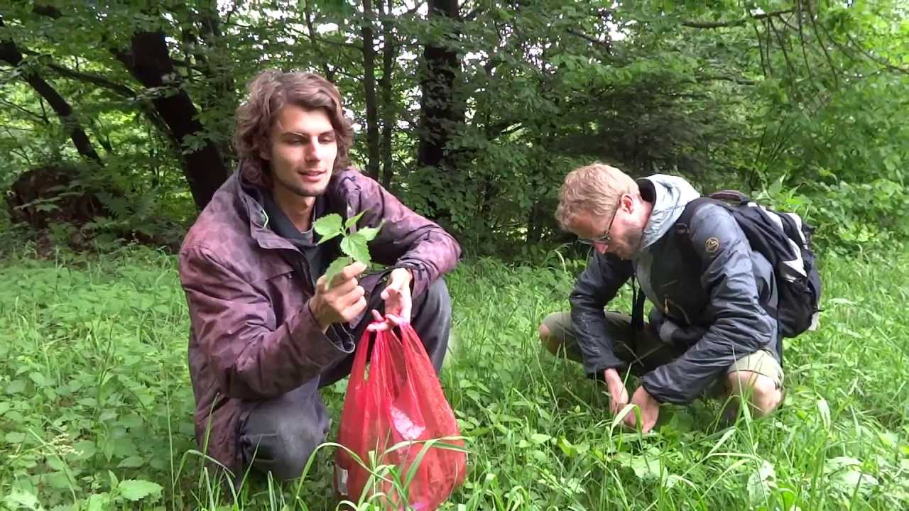 Živá Organická Žihľava Plná Živín