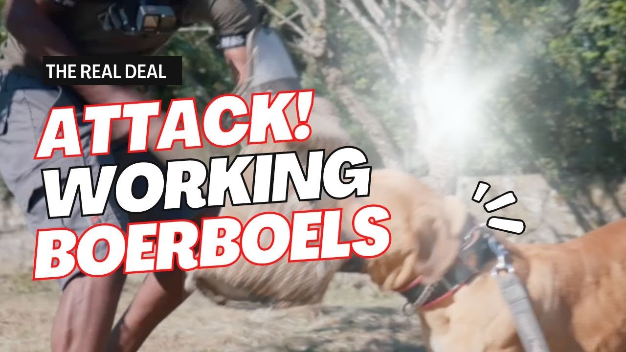 Attack of Working South African Boerboels (The Real Deal)