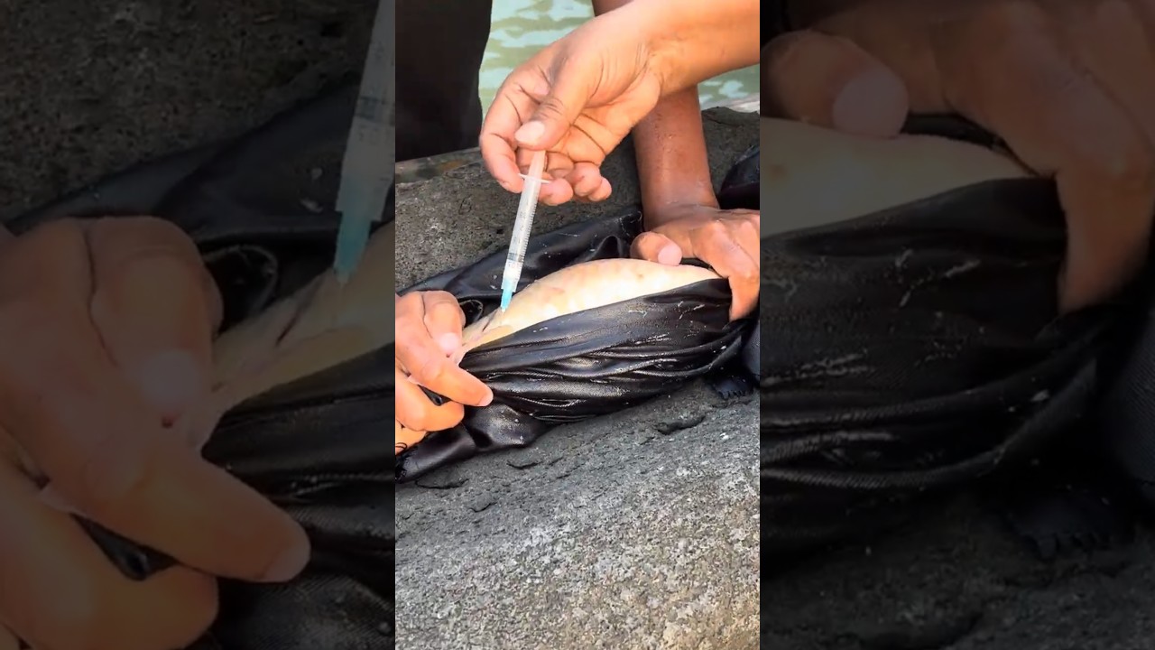 American Crap Fish Injection  