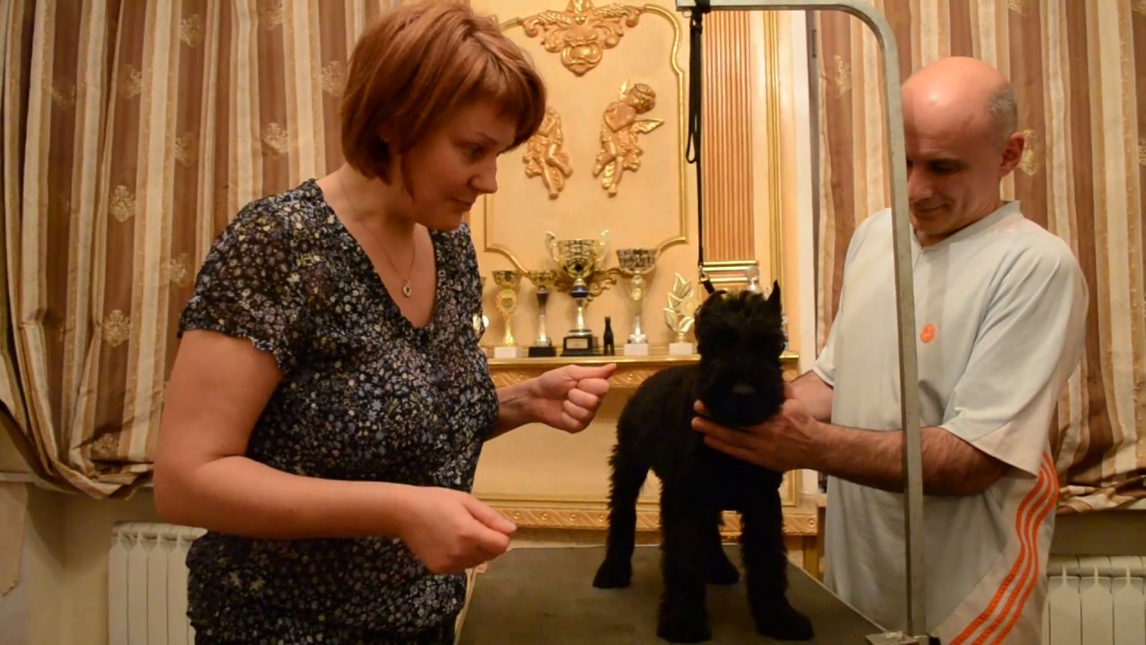 Как крутить ушки ризеншнауцеру