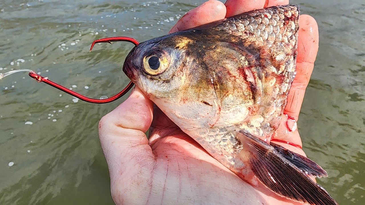 Catfishing With CUTBAIT!! (Bama Blues 2025 Prefishing)