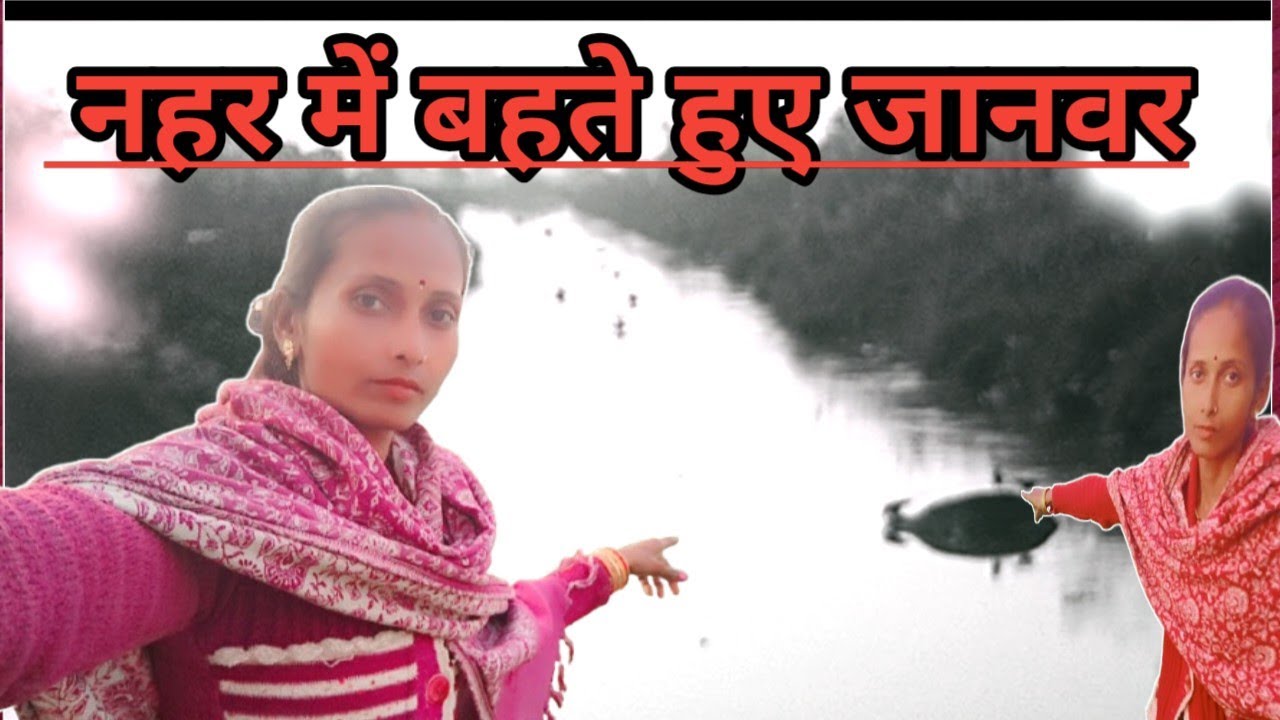नहर के तेज बहाव में बहते दिखे बेजुबान जानवर 😱 | लोग देखकर दंग रह गए! | Usha 01 Blog