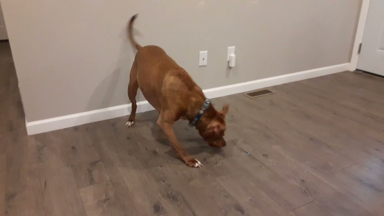 #dogsoftiktok #americanbull #viral #happyboy #funny #foryou #shorts