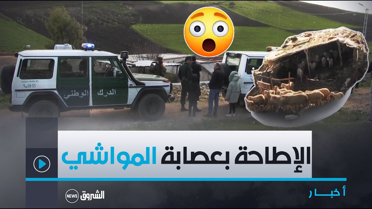شاهـد كيـف تـم الإطاحـة بعصابـة #سرقـة_المـواشي ببلديـة الزعروريـة بـ #سـوق_أهـراس 😱👇