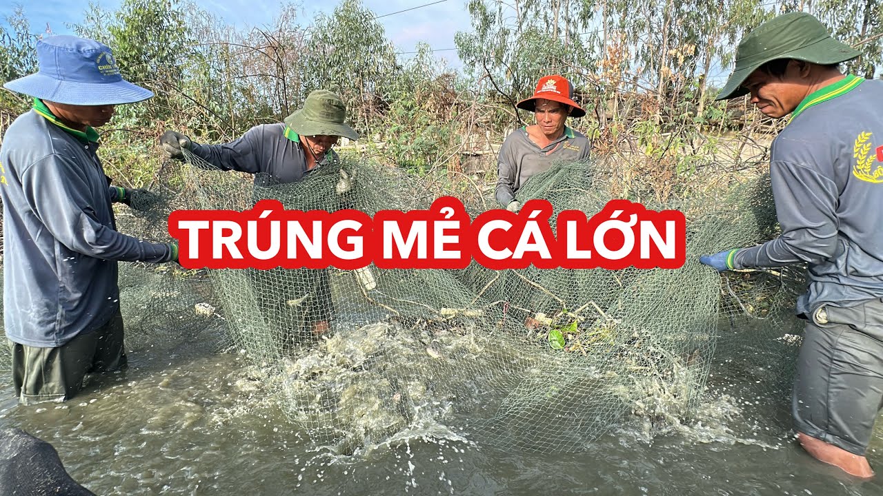 Ra Sông Lớn Trúng Mẻ Cá Lớn | Bông Lúa Đồng Tháp