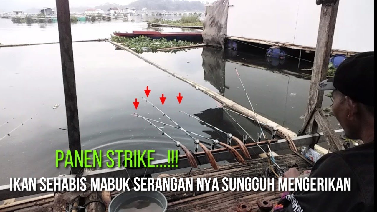 SPOT MANTAP SERANGAN  IKAN SEHABIS MABUK BIKIN SIBUK ||mancing saguling terbaru