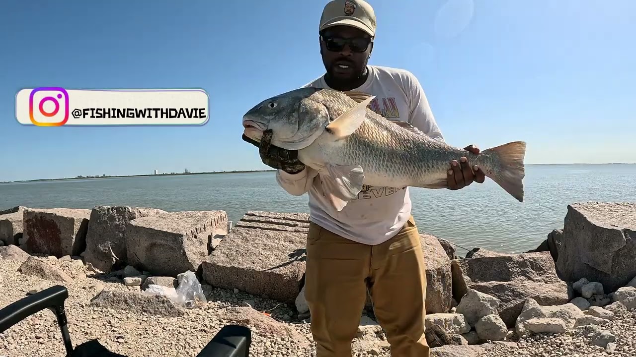 TEXAS CITY DIKE FISHING CAUGHT MASSIVE BLACKDRUM  #texascitydike