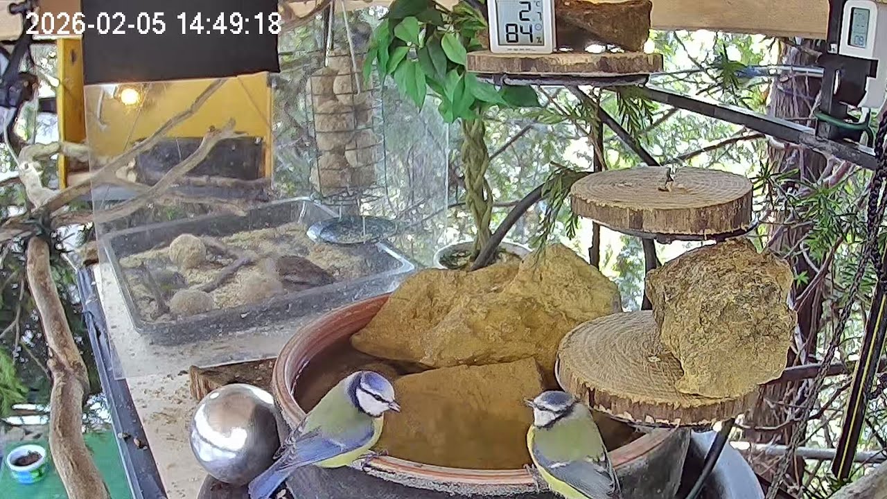 Ruhiger früher Nachmittag am Vogel-Spa (05.02.2026)