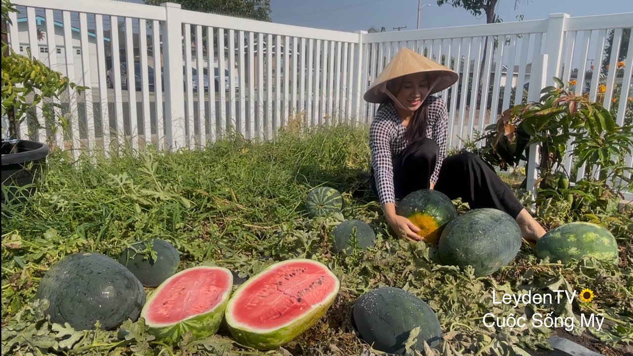 Trúng Mùa Dưa Hấu Trái To Ngọt. Cắt Rau Muống, Cà Chua, Khổ Qua