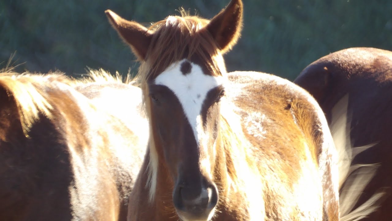 Salt River Wild Horses