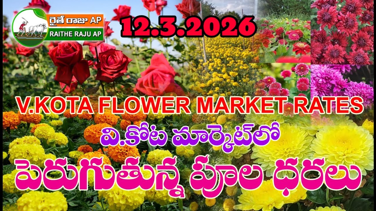 12.3.2026//#marigold  బంతిపూలు చామంతి పూల ధరలు #flowers #marigold #all #flowertypes #rose #food 